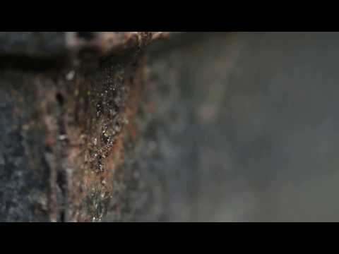Tetragonula sp (Resin bees) emerging from a hive. Singapore.