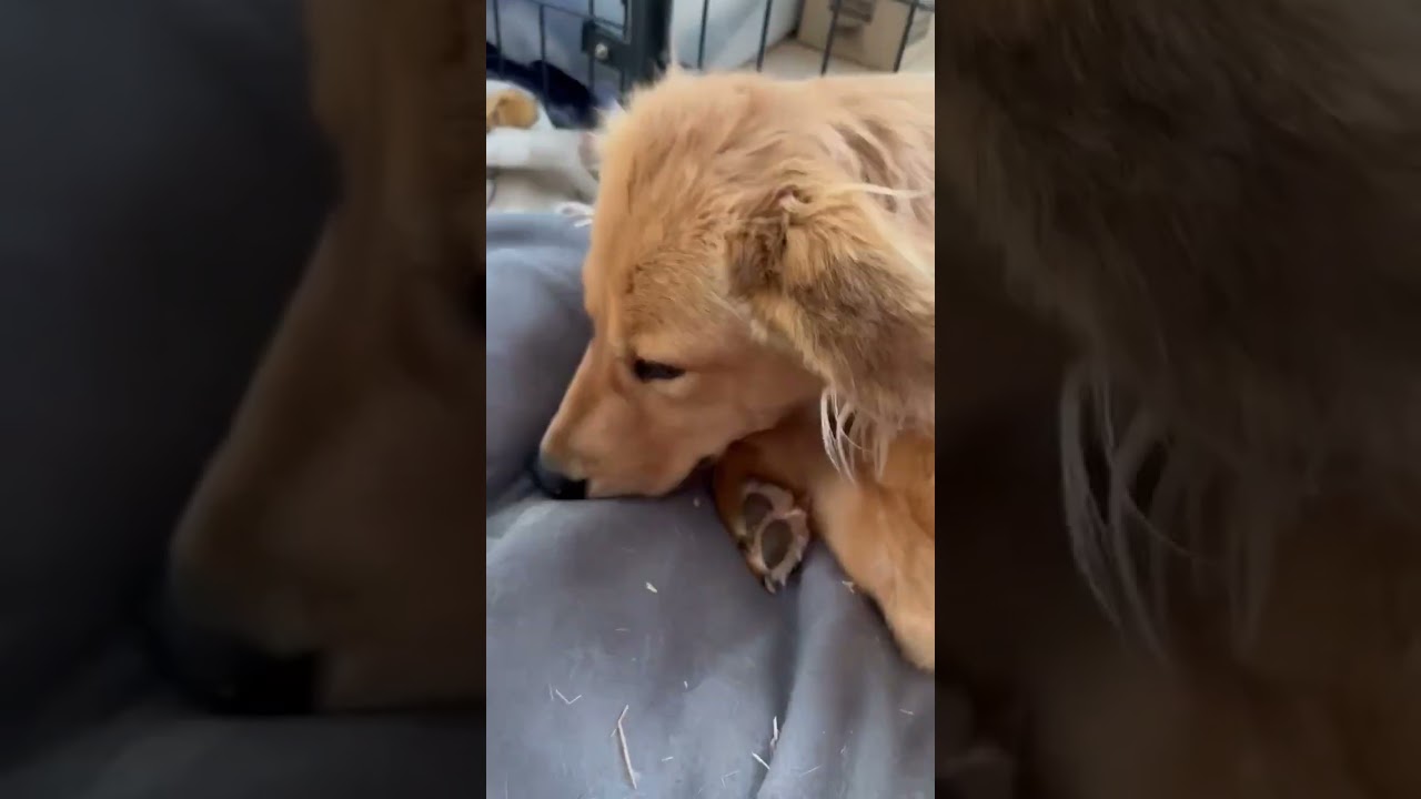 Della, a Adoptable mixed breed in Evergreen, CO video 3/6