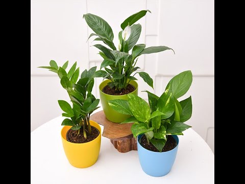 تحميل Best Flowers For Office Desk بجودة عالية يلا اسمع