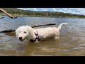 The Adventures Of Molly The Maroodle