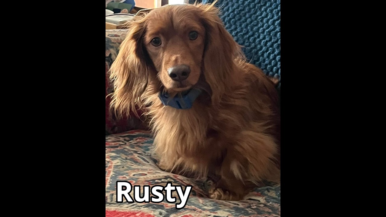Enlarge Rusty, a ADOPTABLE Dachshund (Long Haired) in Green Cove Springs, FL video 1/6