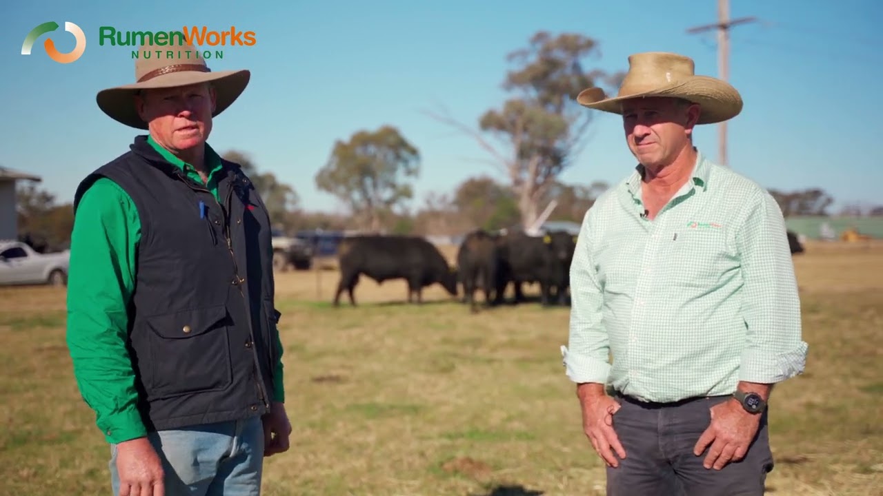 Stephen Peake, Bowen Stud, GFL Testimonial
