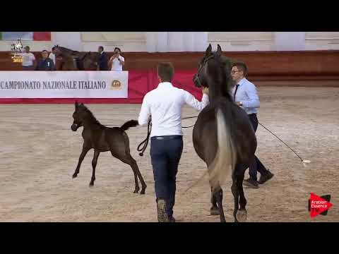 N 103 PENELOPE NEFERTITI   Italian Nationals 2019   Futurity Fillies Class 13