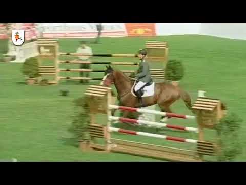 Valentino (Now or Never) stallion