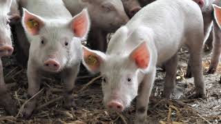 Absetzstress in der Ferkelproduktion