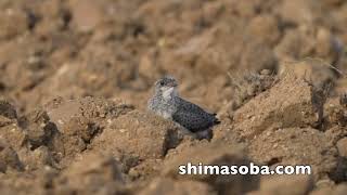 ツバメチドリ、ツミ、キンバト、アカショウビン、リュウキュウコノハズク(動画あり)