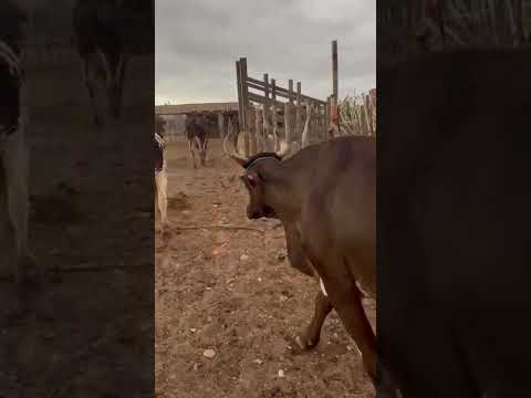 40 Vacas Paridas: 6.500 reais cada em Serra Negra do Norte/RN. Whatsapp 84 99810 2784* #gado