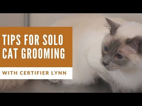 Tips for Grooming Cats Solo