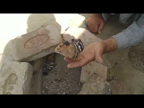 Woodpeckers  is a species of bird in the family Picidae. It is native to Pakistan, India.....