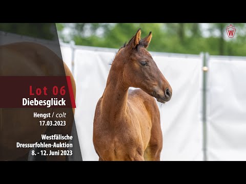 Dressurfohlen-Auktion Lot 06 Diebesglück Hengst v. Diamantenglanz - Florestan l