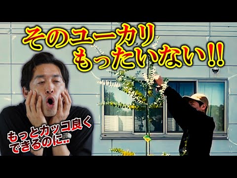 ユーカリ・オブリクアについて詳しく解説