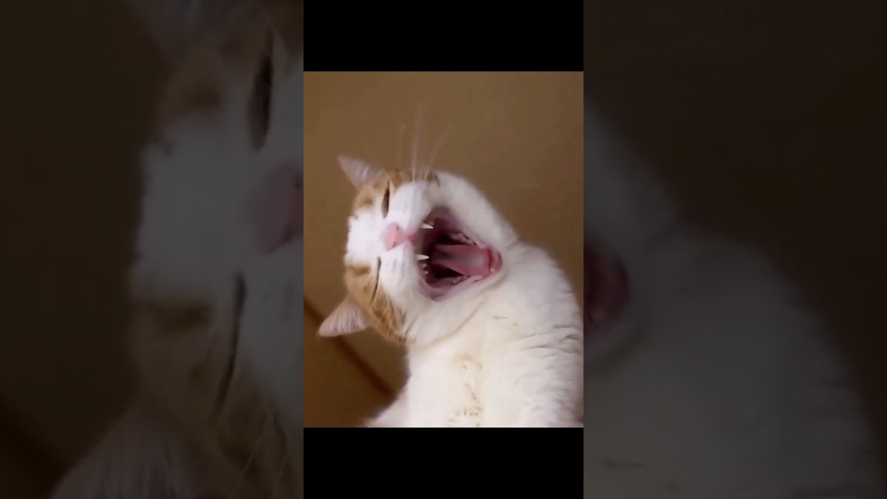 うっとり猫動画♥