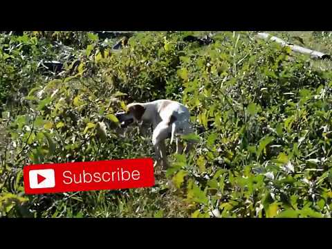 Chasse de la Caille au Chien d'arrêt Pointer 2017-2018