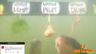 Download lagu TES UMPAN : LUMUT vs GELENG vs CACING ( tanpa essen ) || Mana yang paling disukai ikan ? mp3