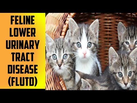 Feline Lower Urinary Tract Disease(FLUTD)