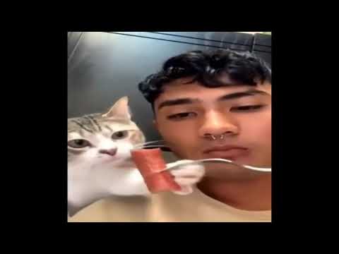 En Tatlı ve Komik Kedi - Köpek Videoları