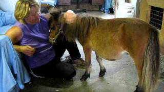 Cheval super miniature pour Zoothérapie Ranch BBSM