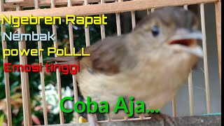 Download lagu Flamboyan Gacor Ngebren Rapat Nyerecet Cocok buat Pancingan agar cepat Nyaut mp3