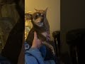 Chihuahuas are known for their side eyes 👀♥️￼ #cute #catvideos #asmrcat #chihuahua #funny #shorts