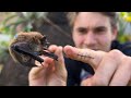 CLOSE CALL WITH BABY BAT FOUND ON MY PROPERTY !