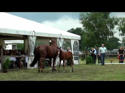 Sudweyher Fohlenschau 2015 - Kat.-Nr. 61