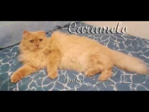 CARAMELO ...The love of my life ... I still love you as always ...