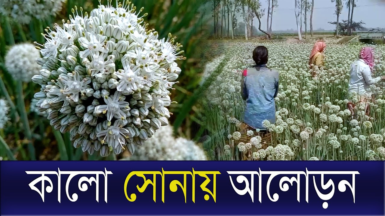 কালো সোনায় আলোড়ন