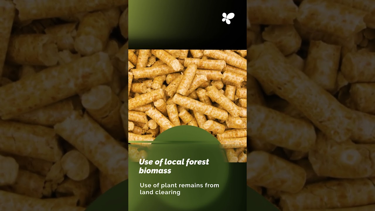 Forestry Management and Clean Energy in the Tramuntana Mountains