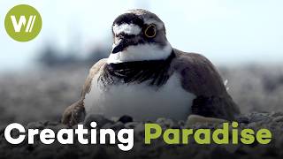 Marker Wadden: How the Netherlands Built New Land for Wildlife (Documentary, 2021)