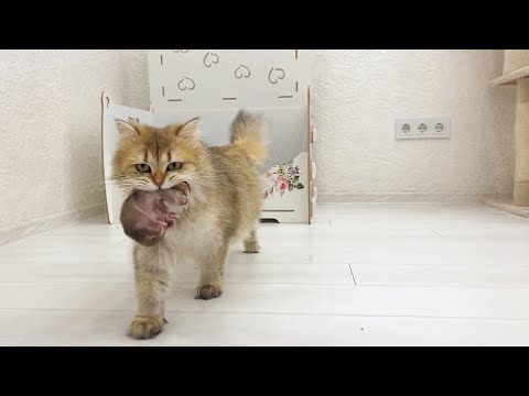 Mama cat carries kittens to clean the house