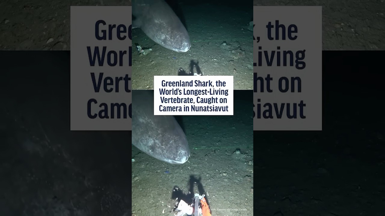 Rare Greenland Shark Sighting