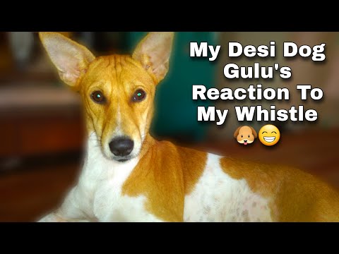 My Desi Dog Gulu's Reaction To My Whistle 🐶😁 - Furfriend Arnab