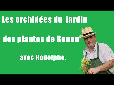 comment traiter les cochenilles sur les orchidées