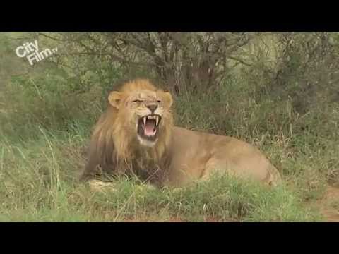 Footage courtesy of Tau Game Lodge