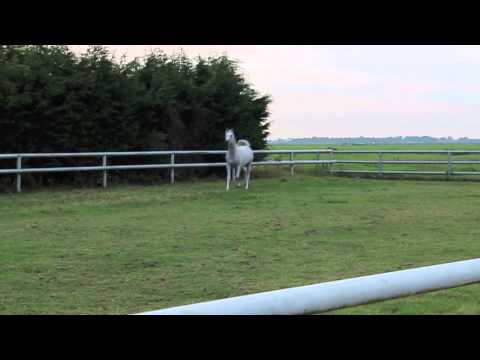 Atomycc Ibn Eternity