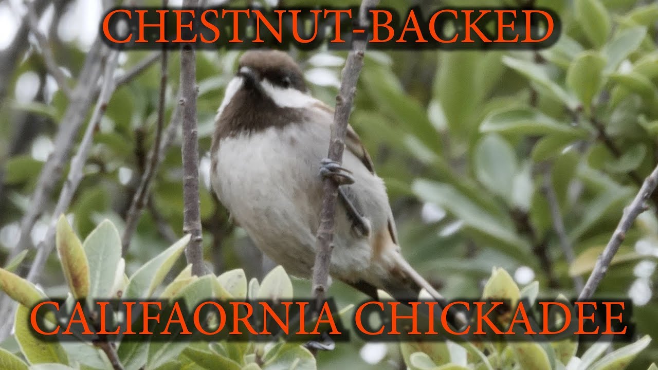 chestnut Backed California Chickadee