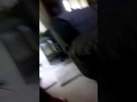 Cosmic Pegasus vs anubias