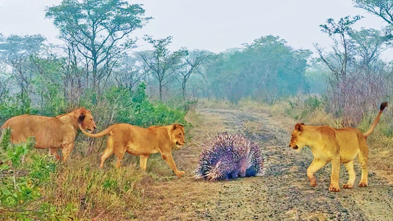 4 Porcupines Teach 3 Lions That They’re The King of The Road
