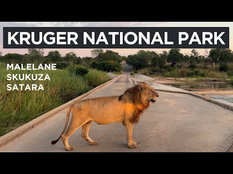 Kruger National Park - The Kruger Catwalk