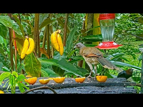 Rare Solo Visit To The Panama Fruit Feeder By A Gray-headed Chachalaca – March 29, 2022