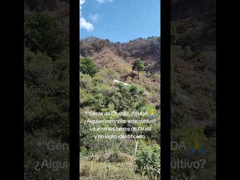 Cultivos en montañas de Chalatenango #predatorbikersv #citala #chalatenango #biker