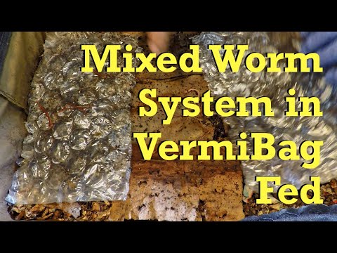 Mixed batch of worms fed & their cocoons dampened at day-34 - vermicompost