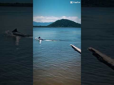 Uma Ilha em São Paulo? E cheia de Botos? Eles chegam pertinho de você? #ilhasparadisiacas #cananeia