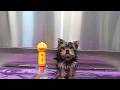I Groomed A Puppy So Small I Nearly Blew Her Off The Table