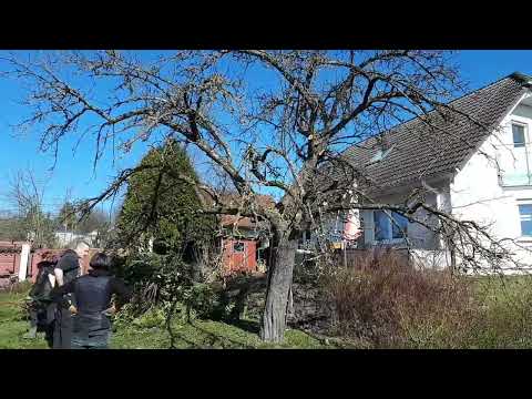 Baumschnitt nach Oeschberg in einem Kundengarten