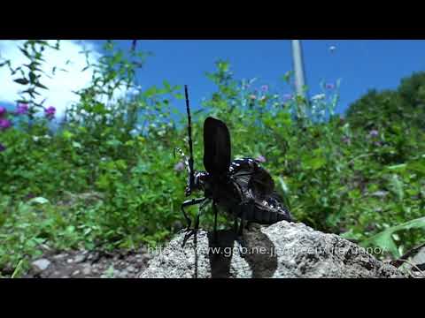 庭のゴマダラカミキリの飛翔