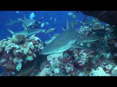 Diving Yap Island, Micronesia, Yap allgemein,Yap,Mikronesien