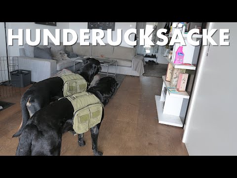 Cedric der Labrador - 247 | Hunderucksäcke