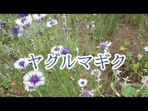 ヤグルマギク 植物