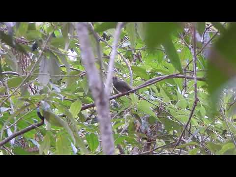 display lance tailed Manakins in forest Tinamou cottage Boquete (Panama)